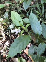Solanum acanthodapis