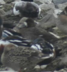 Aythya affinis