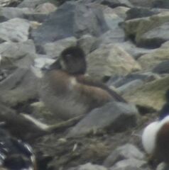 Aythya collaris