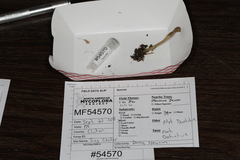 Microglossum olivaceum