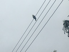 Treron sieboldii sieboldii