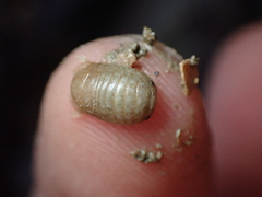 Sphaeroma serratum