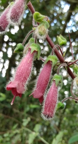 Sinningia sellovii