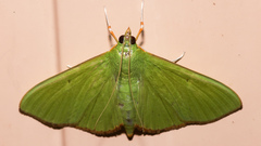 Parotis marginata