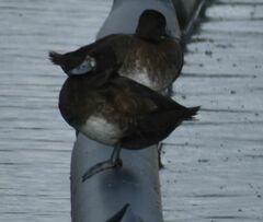 Aythya affinis