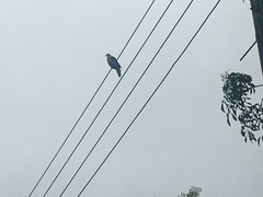 Treron sieboldii sieboldii