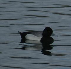 Aythya affinis