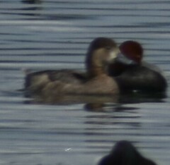 Aythya americana