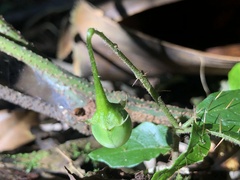 Solanum acanthodapis