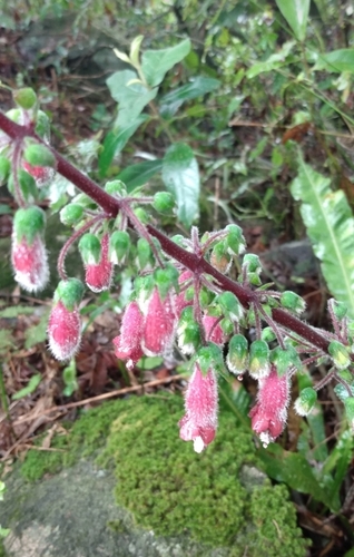 Sinningia sellovii