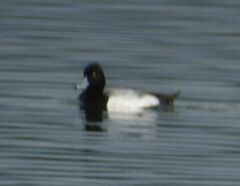 Aythya affinis