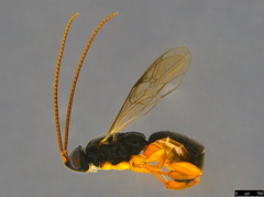 Hypsicera