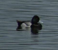 Aythya affinis