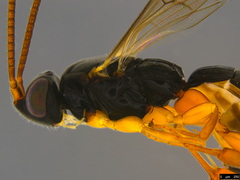 Hypsicera