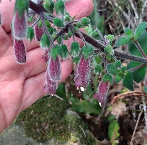 Sinningia sellovii
