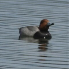 Aythya americana