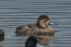 Aythya americana