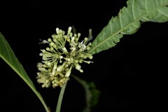 Aegiphila integrifolia