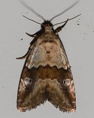 Maliattha amorpha
