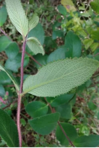 Sinningia sellovii