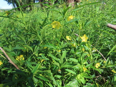 Lysimachia hybrida