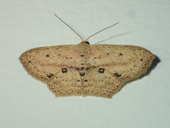 Scopula annularia