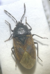 Drymus sylvaticus