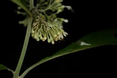 Aegiphila integrifolia