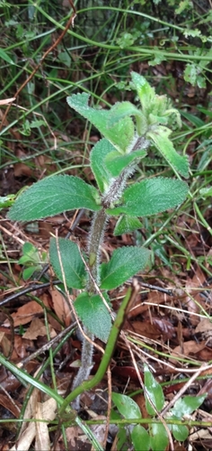 Sinningia sellovii
