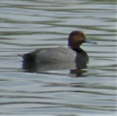Aythya americana
