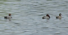 Aythya americana