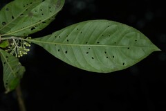 Aegiphila integrifolia