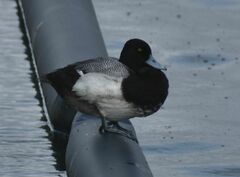 Aythya affinis