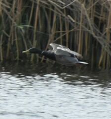 Anas platyrhynchos