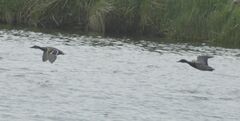 Anas platyrhynchos