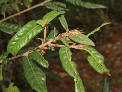 Quercus tatakaensis