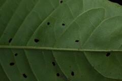 Aegiphila integrifolia