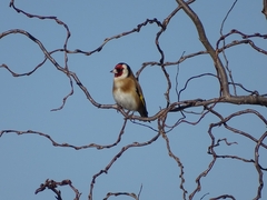 Carduelis carduelis