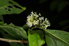 Aegiphila integrifolia