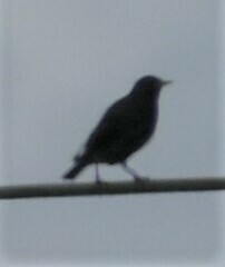 Sturnus vulgaris