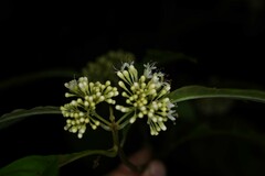 Aegiphila integrifolia
