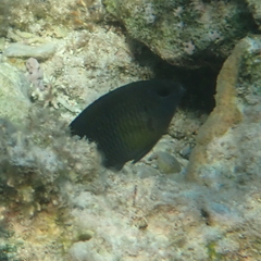 Chrysiptera unimaculata