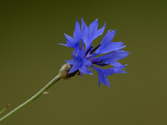 Centaurea cyanus