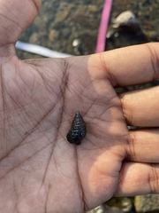 Clypeomorus batillariaeformis