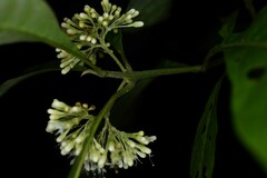 Aegiphila integrifolia