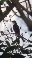 Sturnus vulgaris