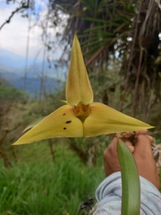 Maxillaria erikae