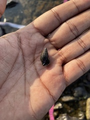 Clypeomorus batillariaeformis