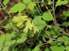 Corydalis balansae