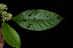 Aegiphila integrifolia